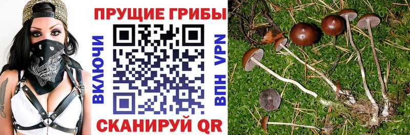 Галлюциногенные грибы Psilocybine cubensis  Касли 
